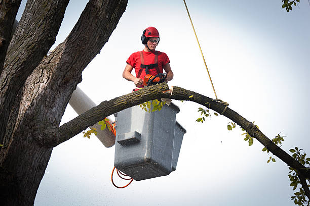 Best Tree Risk Assessment  in Roanoke, VA