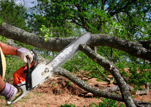 Best Tree Preservation Services  in Roanoke, VA